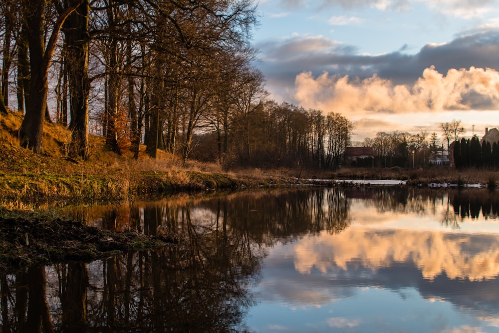 body of water surrounded by trees