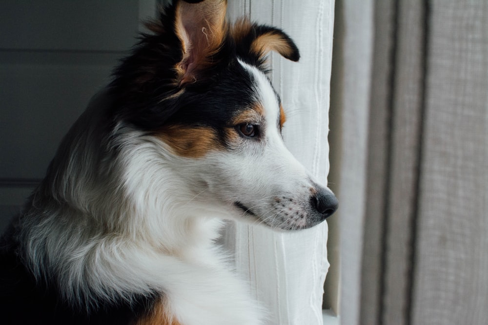 white, brown, and black dog looking outside