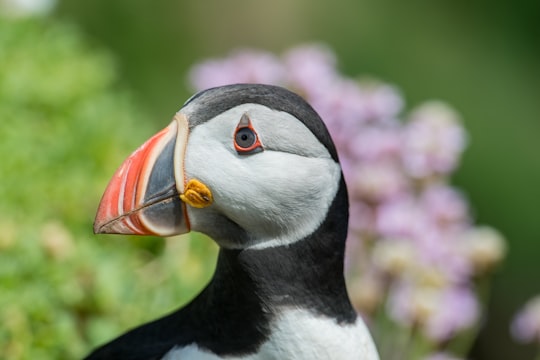 selective focus photography of black and white bird at daytime in Saltee Islands Ireland