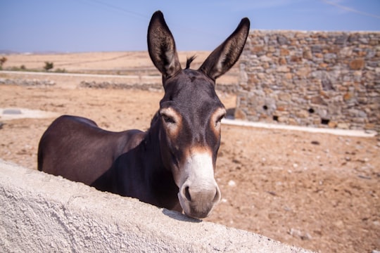 donkey standing beside concrete wall in Mykonos Greece