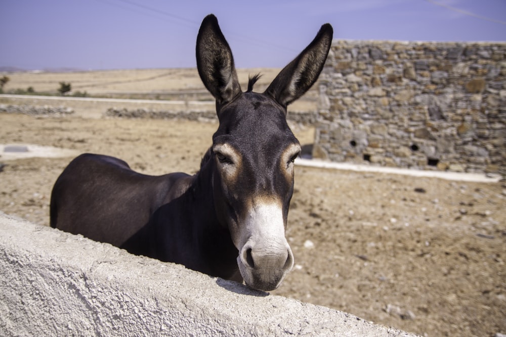 donkey standing beside concrete wall