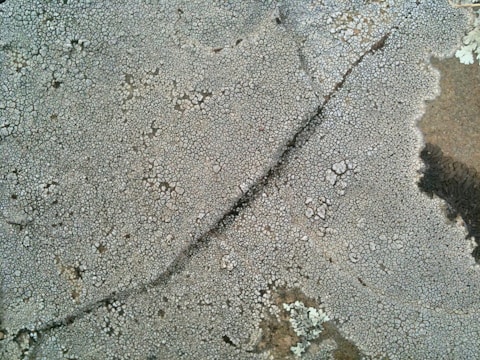 A close-up view of a textured surface with an intricate, cracked pattern resembling a network of small, interconnected segments. The surface is predominantly light grey, with faint hints of brown and white, and a noticeable darker crack running diagonally.