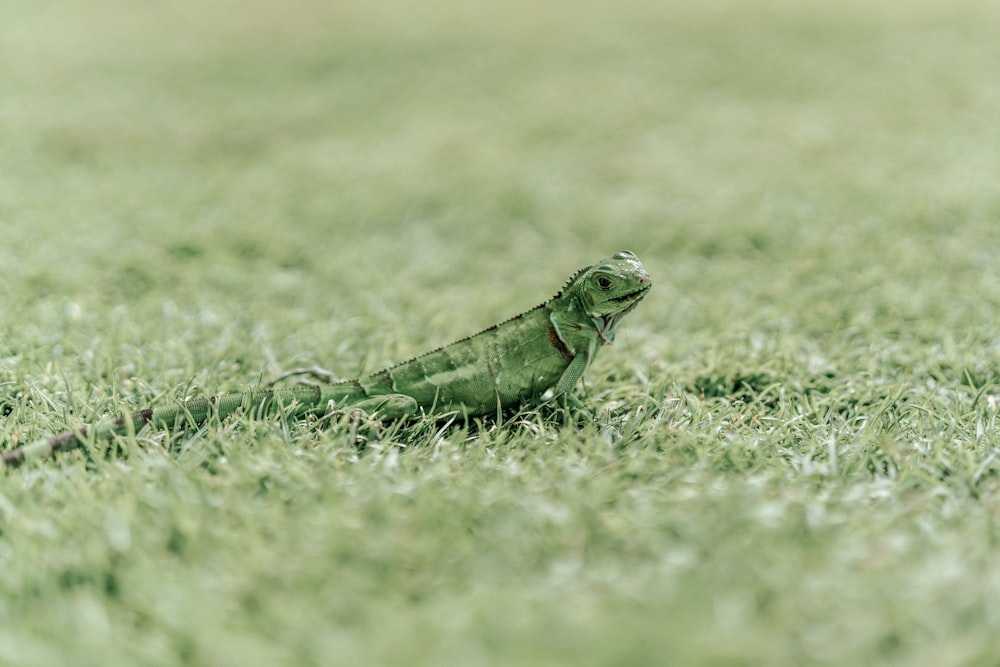 green iguana on green grass field during daytime