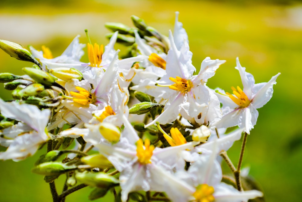 white-and-yellow flowers on bloom selective focus photo