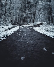 landscape photography of splitted road surrounded with trees