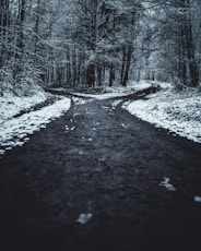 landscape photography of splitted road surrounded with trees