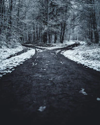 landscape photography of splitted road surrounded with trees
