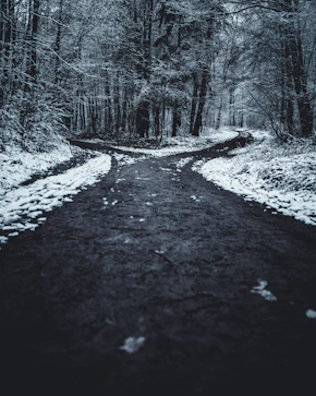 landscape photography of splitted road surrounded with trees