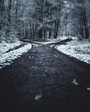 landscape photography of splitted road surrounded with trees
