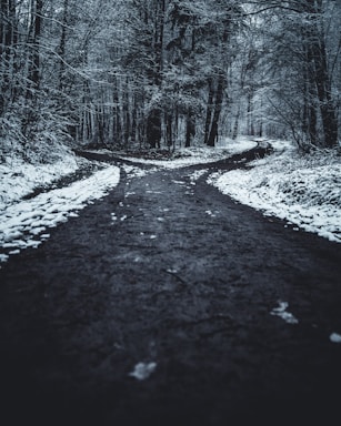 landscape photography of splitted road surrounded with trees