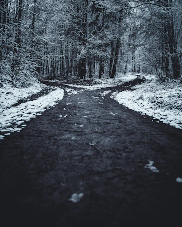 landscape photography of splitted road surrounded with trees