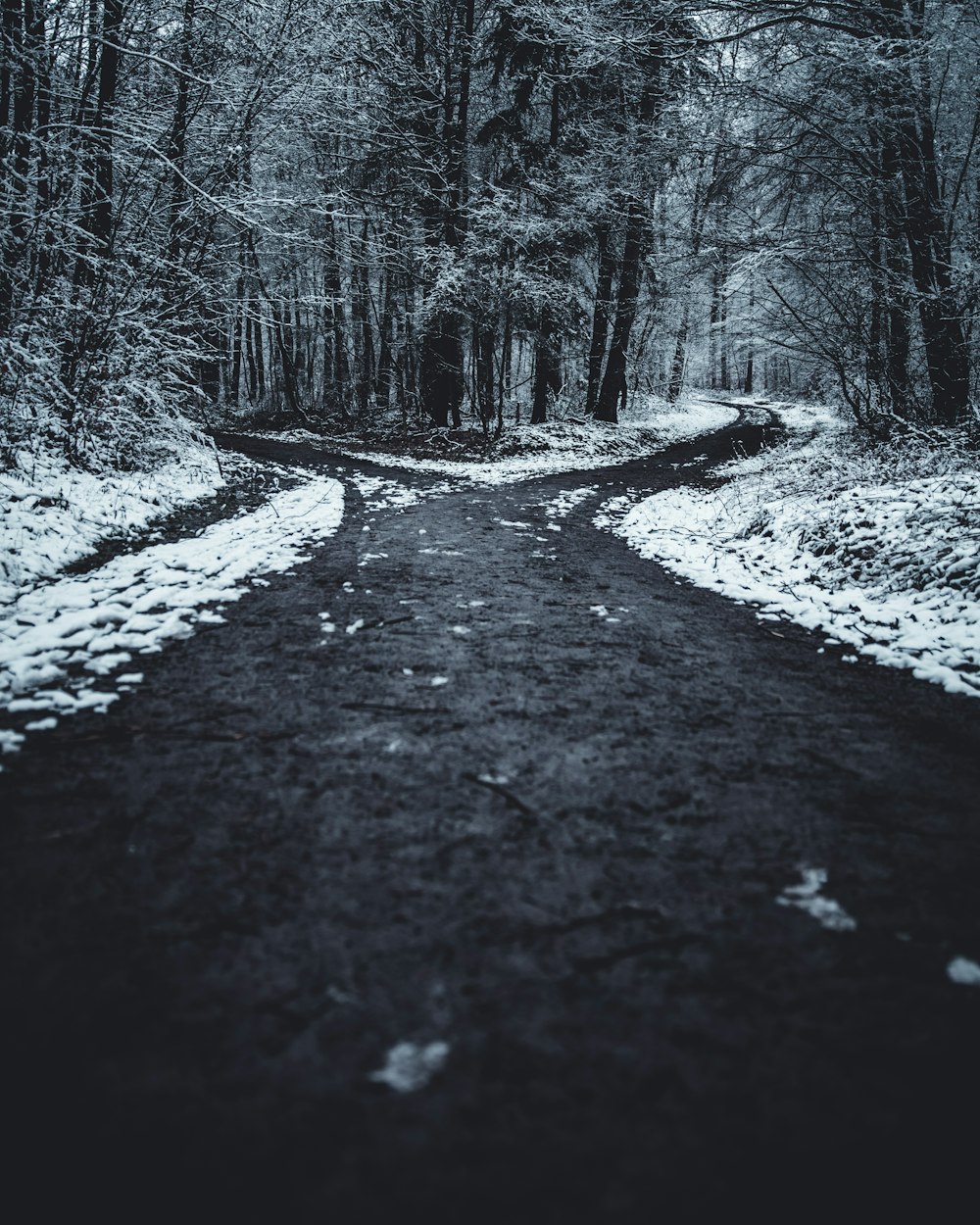 Landschaftsfotografie einer gespaltenen Straße, die von Bäumen umgeben ist