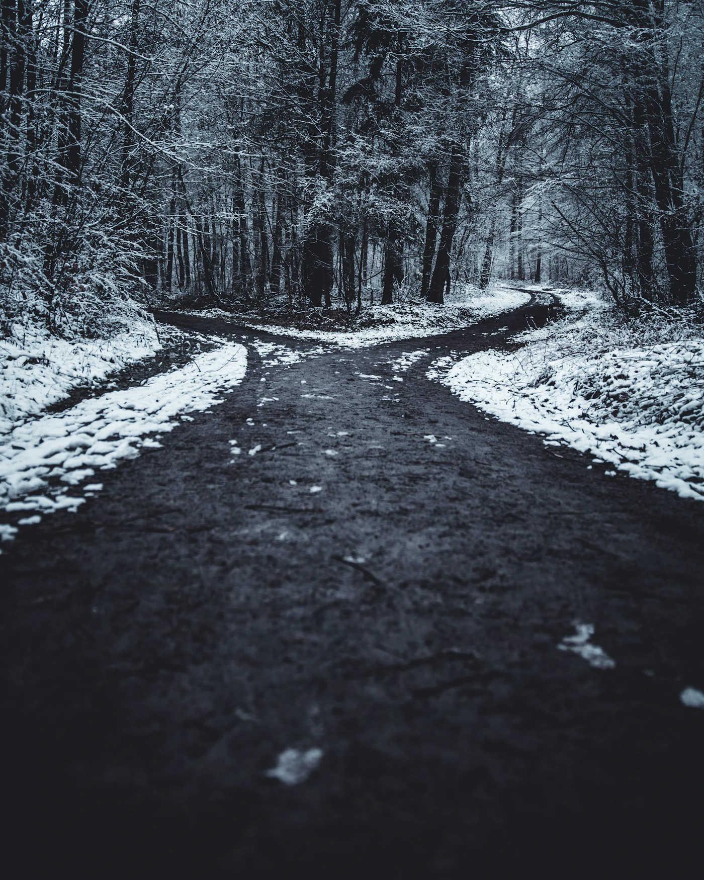 Snowy forest path splitting in two directions