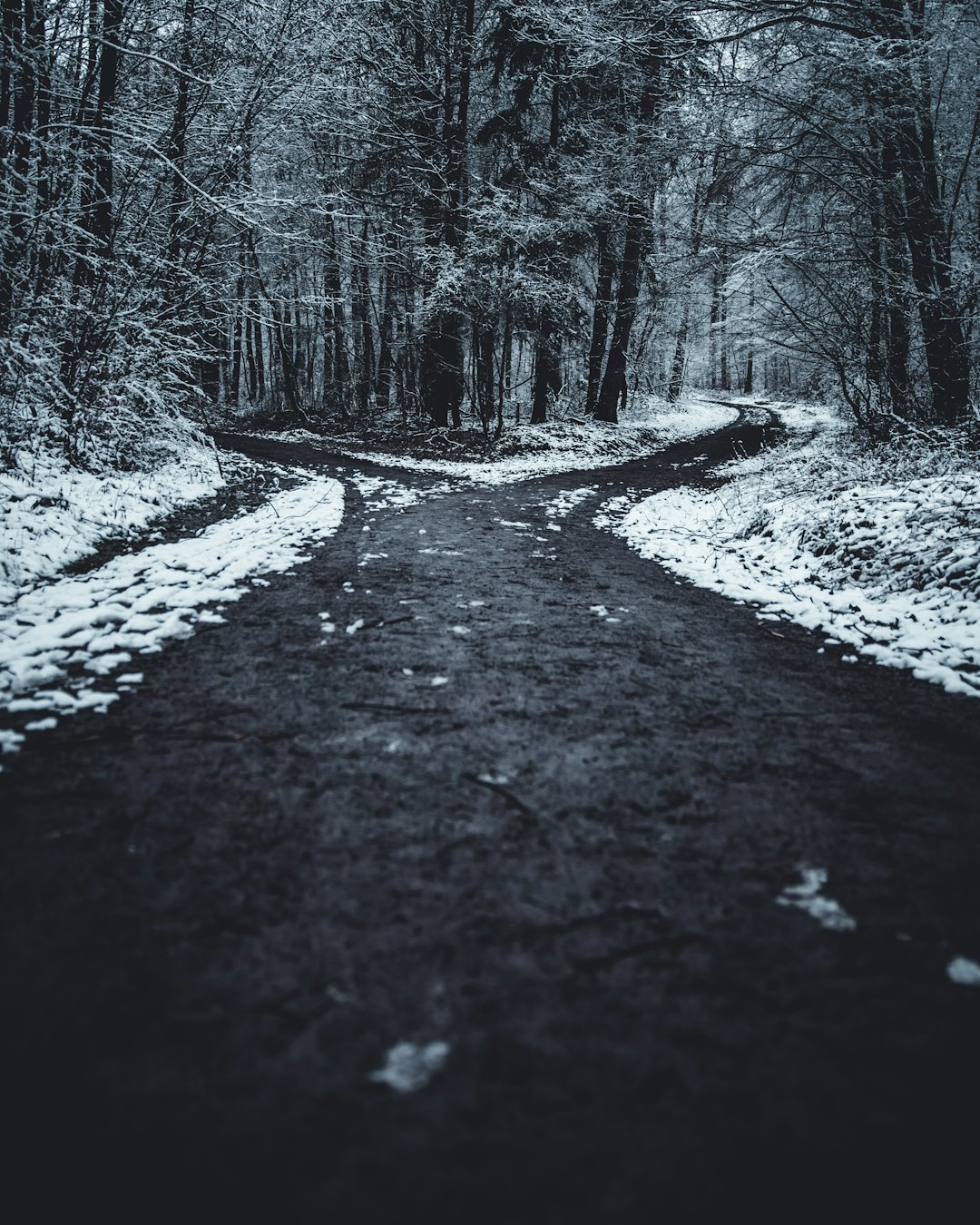 landscape photography of splitted road surrounded with trees