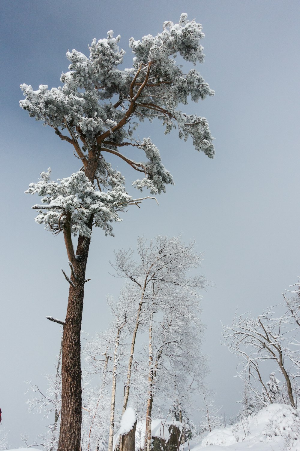 albero con neve