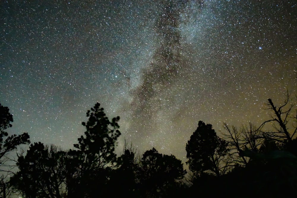 silhouette of trees under starry sky