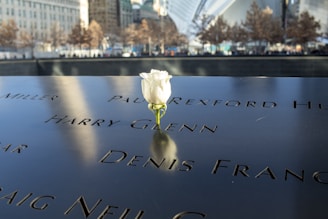 A white rose placed on a memorial plaque with several engraved names. The background shows an urban setting with trees and modern architectural structures.
