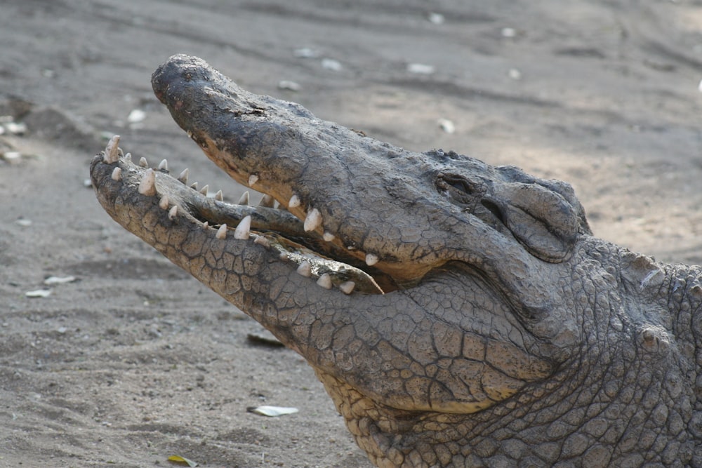 crocodile gris pendant la journée