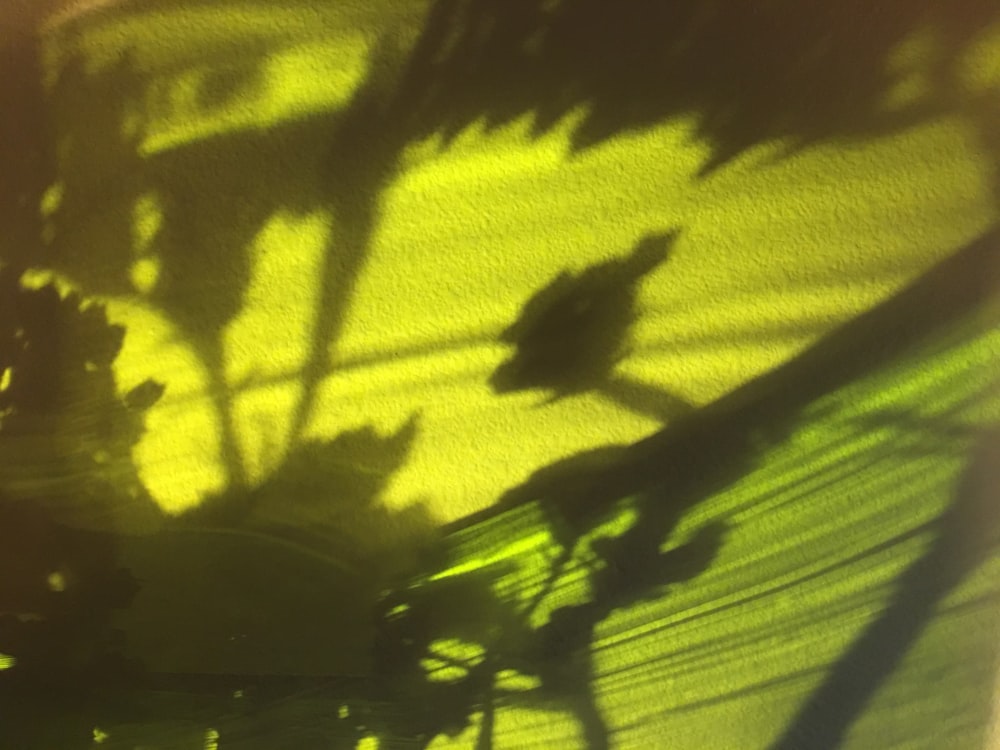 the shadow of a plant on a wall