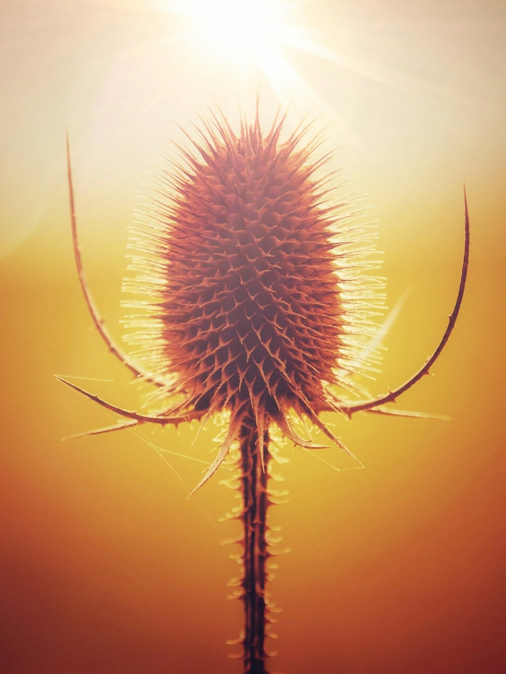 Foto mit flachem Fokus einer braunen Pflanze