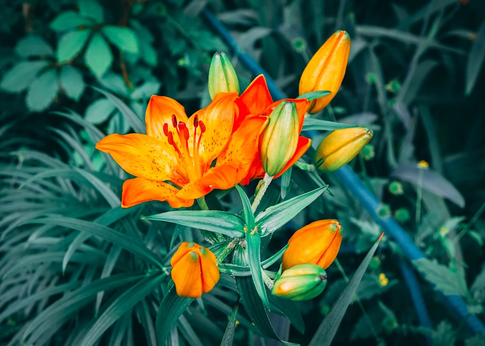 オレンジ色の花びらの花の浅い焦点写真