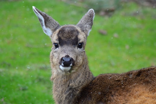 A close-up view of a deer with short fur observing its surroundings, set against a vibrant green background. The deer has a soft, curious expression with perked ears. Light droplets or particles are visible, hinting at a gentle drizzle or mist.