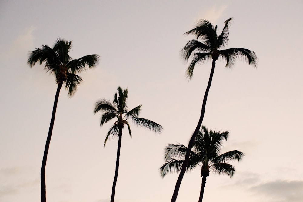 Photographie de silhouette de quatre cocotiers