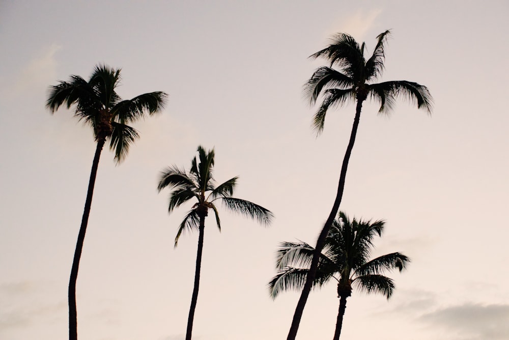 silhouette photography of four coconut palm trees