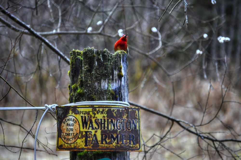 Oiseau rouge perché sur le tronc d’arbre vert et gris pendant la journée