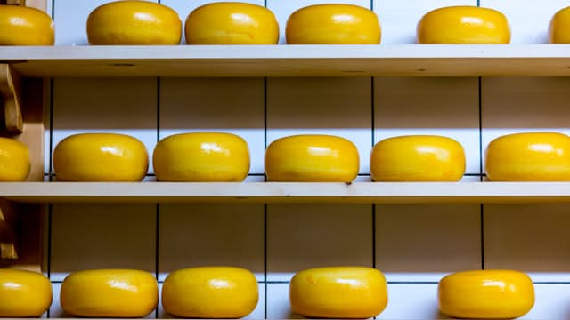 Gouda