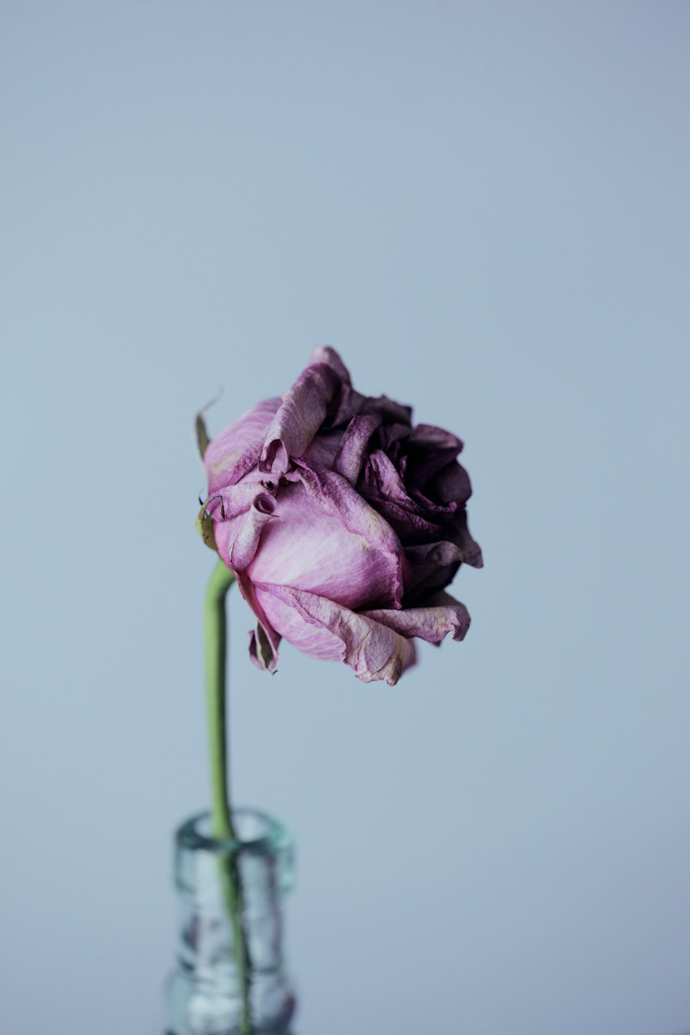 flor de pétalos púrpura y jarrón de vidrio transparente