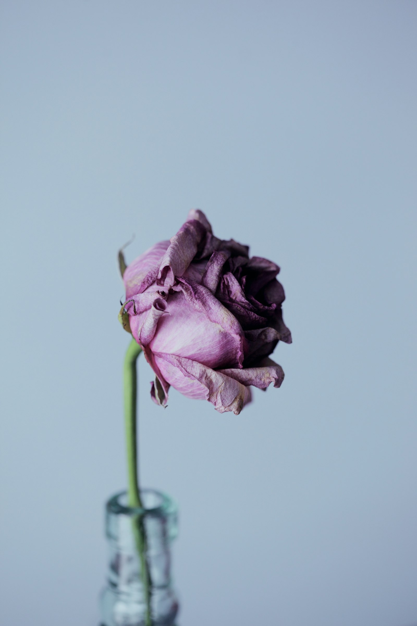 Canon EF 100mm F2.8 Macro USM sample photo. Purple petal flower and photography