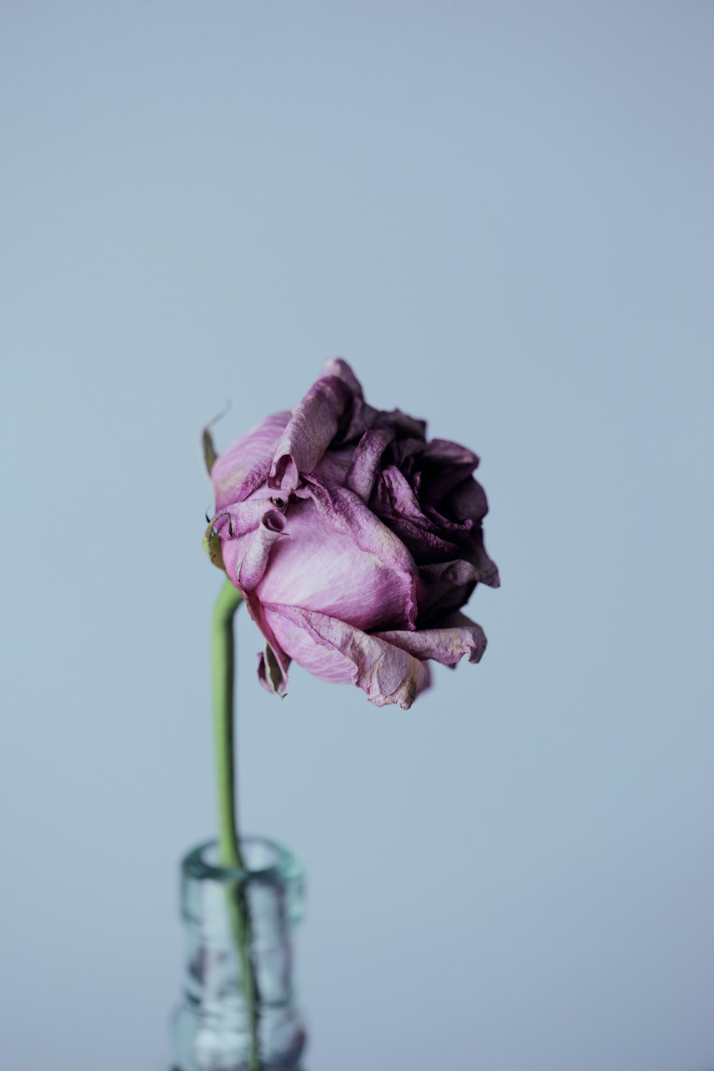 fleur de pétale violet et vase en verre clair