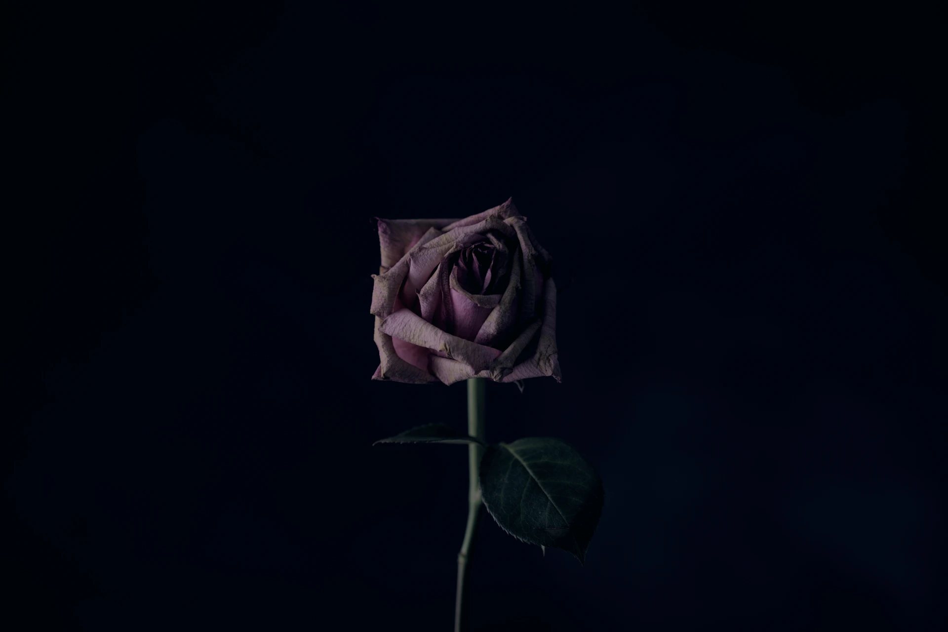 pink rose