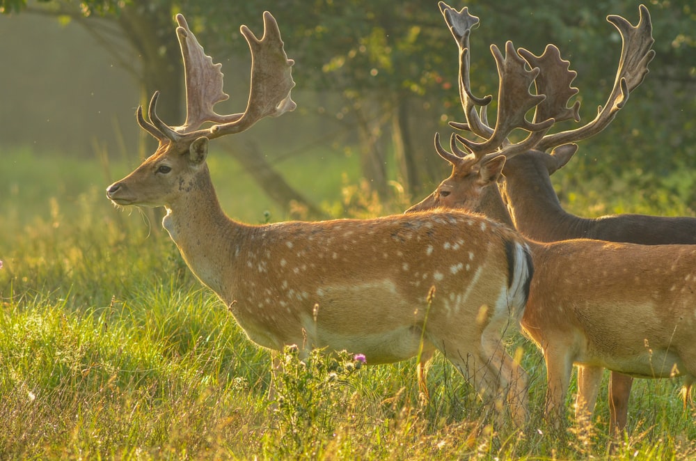 deer in forest