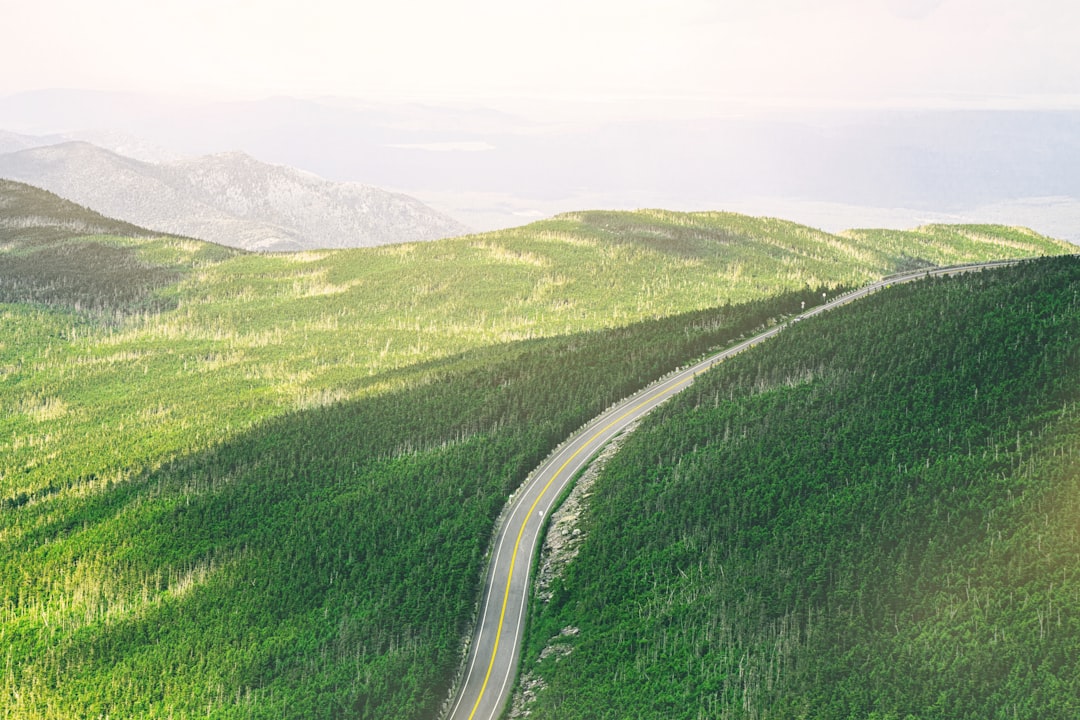 aerial photo of road between green trees