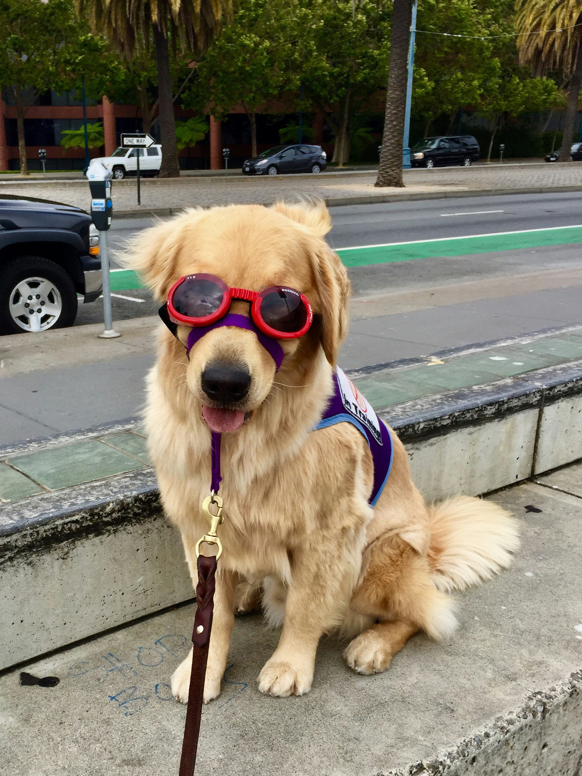 Priya Sharma from Koramangala with her golden retriever