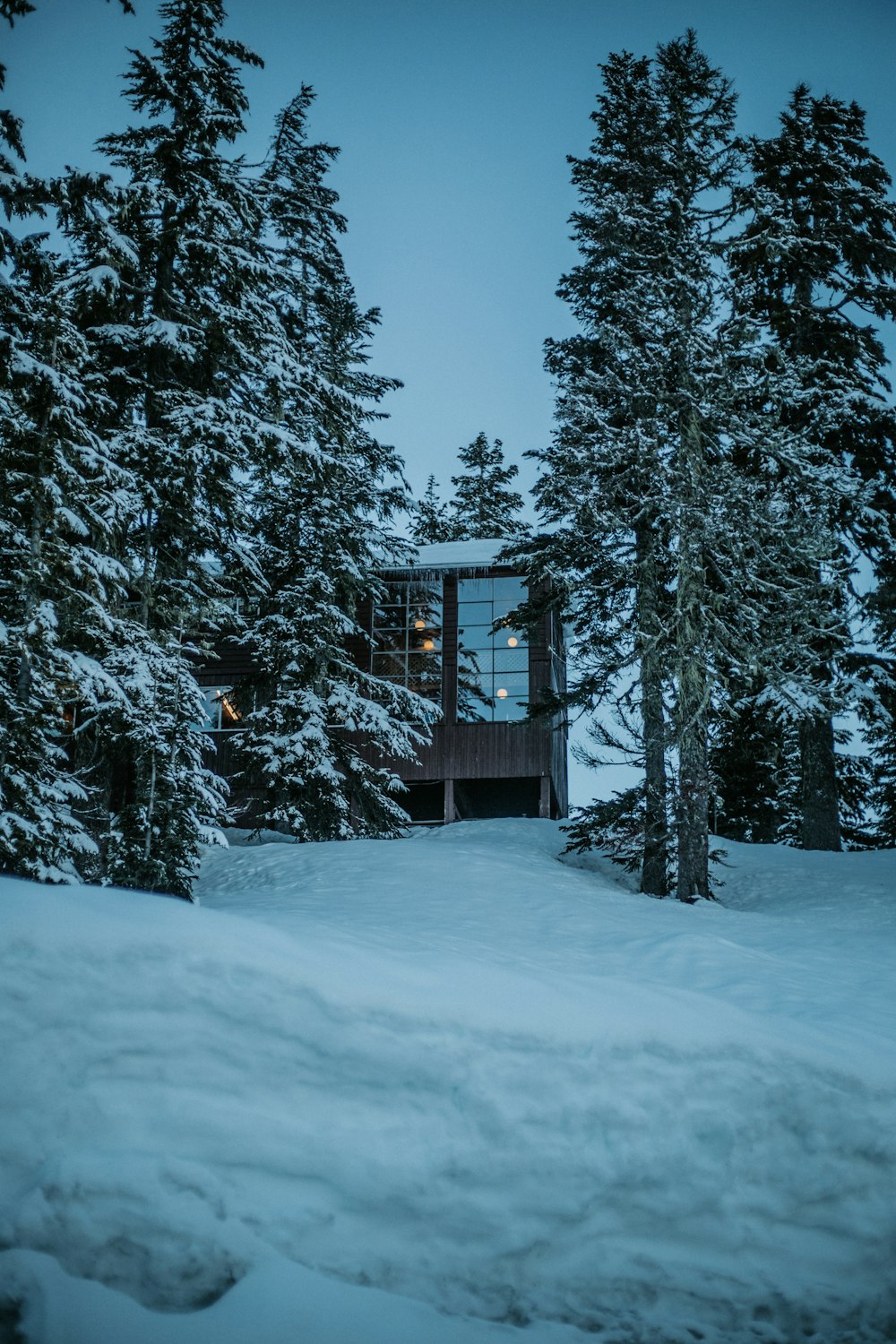 house surrounded with trees