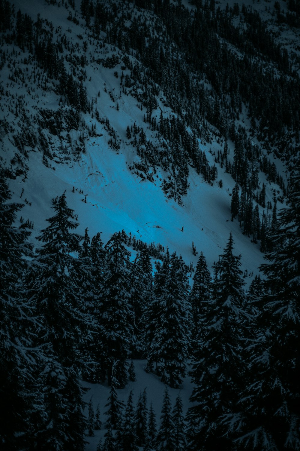 木々が生い茂る雪山