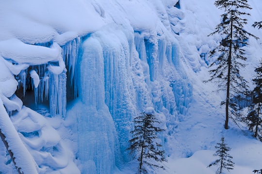 snow-coverd green tree in Johnston Canyon Canada