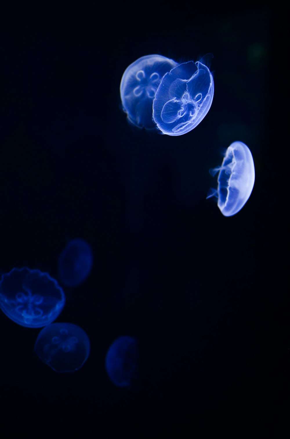 white moon jellyfish