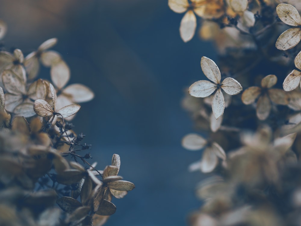 Fotografia a fuoco selettivo di fiori dai petali grigi