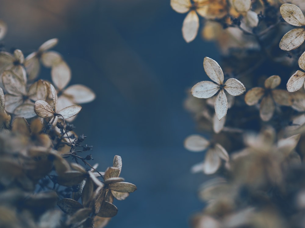 Selektive Fokusfotografie von graublättrigen Blüten