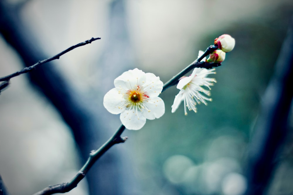 White blossoms