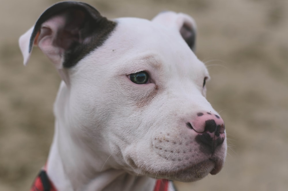 shadow depth of field photography if American pit bull terrier