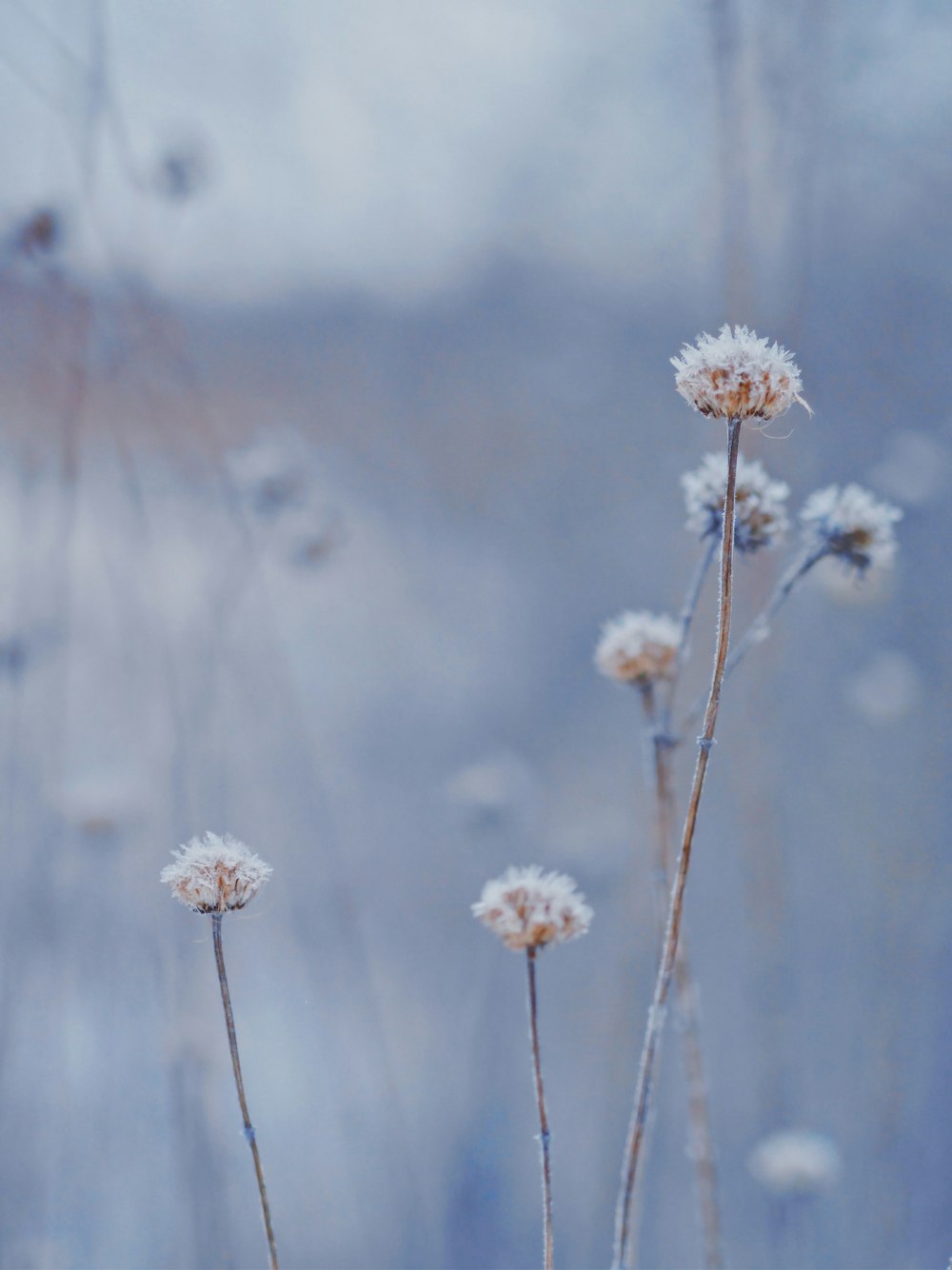 selective photo of white petaled flower