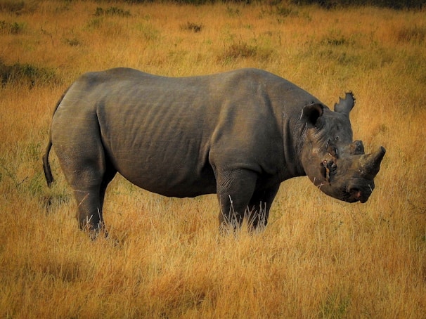 black rhino on field