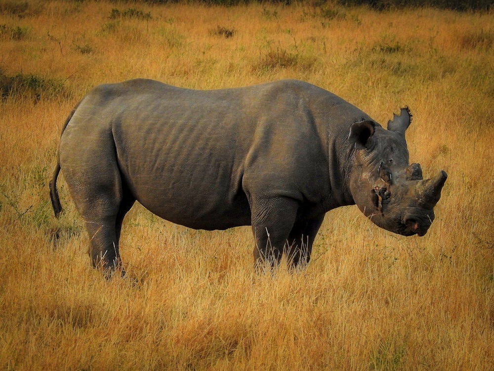 black rhino on field