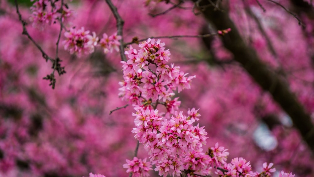 pink clustered petal flowers