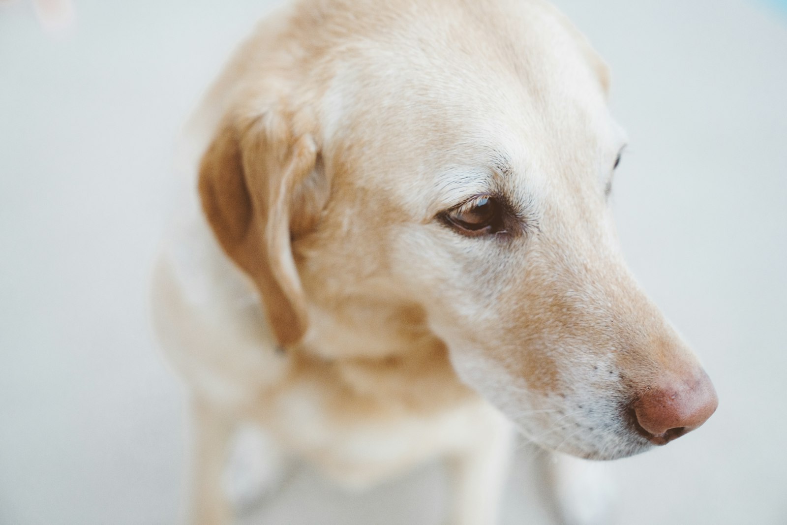 Sony a7R II + Sony FE 24-70mm F2.8 GM sample photo. Adult yellow labrador retriever photography